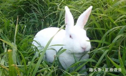 特污兔A 国产在线