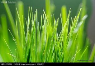 国产1青草色在线观看,青草色下的青春记忆